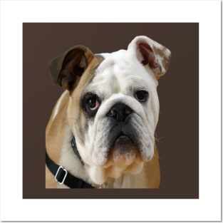 American Bulldog Face With Sad Eyes Vector Posters and Art